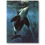Obraz do salonu zwierzęta morskie orka realizm niebiesko-biały