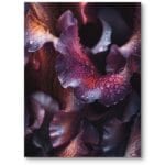 Plakat do nowoczesnego salonu rośliny liście z kroplami rosy makrofotografia fioletowo-bordowy