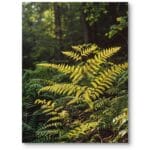 Plakat do salonu do biura natura rośliny paprocie realistyczny zielono-żółty Plakat do salonu do biura natura rośliny paprocie realistyczny zielono-żółty