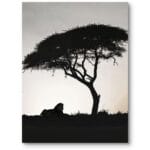 Plakat do salonu minimalistyczny safari lew czarno-biały