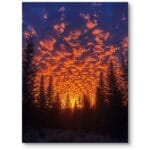 Plakat do salonu minimalistyczny zachód słońca las pomarańczowo-niebieski