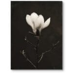 Plakat do salonu natura kwiat magnolia minimalistyczny czarno-biały Plakat do salonu natura kwiat magnolia minimalistyczny czarno-biały