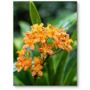 Plakat do salonu natura kwiaty zielony pomarańczowo-zielony