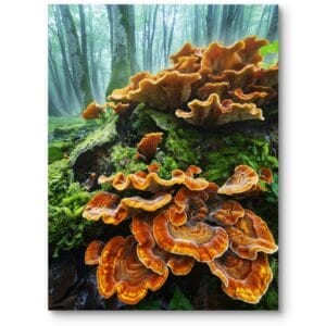 Plakat do salonu natura las grzyby realistyczny zielono-pomarańczowy