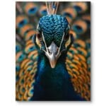 Plakat do salonu natura zwierzęta paw nowoczesny niebiesko-pomarańczowy