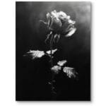 Plakat do salonu nowoczesny natura róża czarno-biała Plakat do salonu nowoczesny natura róża czarno-biała