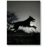 Plakat do salonu zwierzęta psy nowoczesny czarno-biały