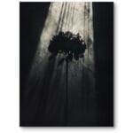 Plakat do szarego salonu natura i przyroda cienie kwiaty nowoczesny czarno-biały Plakat do szarego salonu natura i przyroda cienie kwiaty nowoczesny czarno-biały