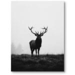 Plakat fotografia do salonu zwierzęta jeleń minimalistyczny czarno-biały