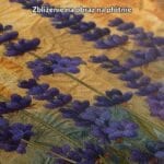 Obraz do salonu lawenda na płótnie boho