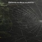 Obraz do salonu pajęczyna w lesie realizm