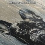 Obraz na płótnie do salonu buldog francuski