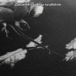 zb3-946-5nk czarno-biały realistyczny plakat na ścianę do salonu