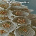 zc5-71-5nk biały zielony brązowy realistyczny plakat na ścianę do salonu