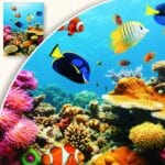 Plakat Żywe Barwy Podwodnego Królestwa