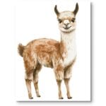 Plakat obrazek do pokoju chłopca lama zwierzęta alpaka