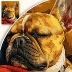 Plakat Uroczy Bulldog w spokoju