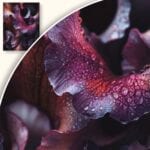 Plakat Liście z kroplami rosy