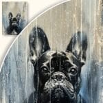 Obraz Portret buldoga francuskiego