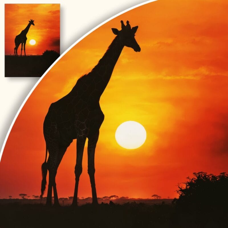 Plakat Żyrafa na tle zachodu słońca
