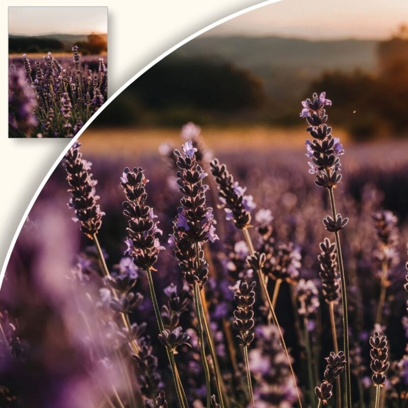 Plakat Lawendowe Pole o Zachodzie Słońca