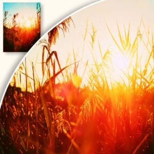 Plakat Zachód słońca w trawach