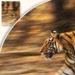 Plakat Biegnący Tygrys