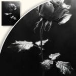 zb3-946-3n Plakat Róża w czarno-białej kolorystyce