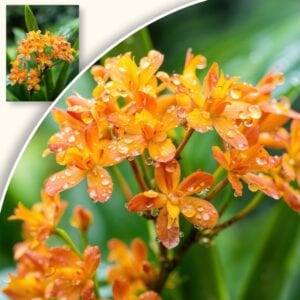 Plakat Pomarańczowe Kwiaty w Ogrodzie